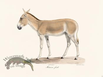 Cuvier 068 Female Hemione